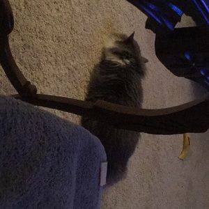 Meet your Posher, Roxanne